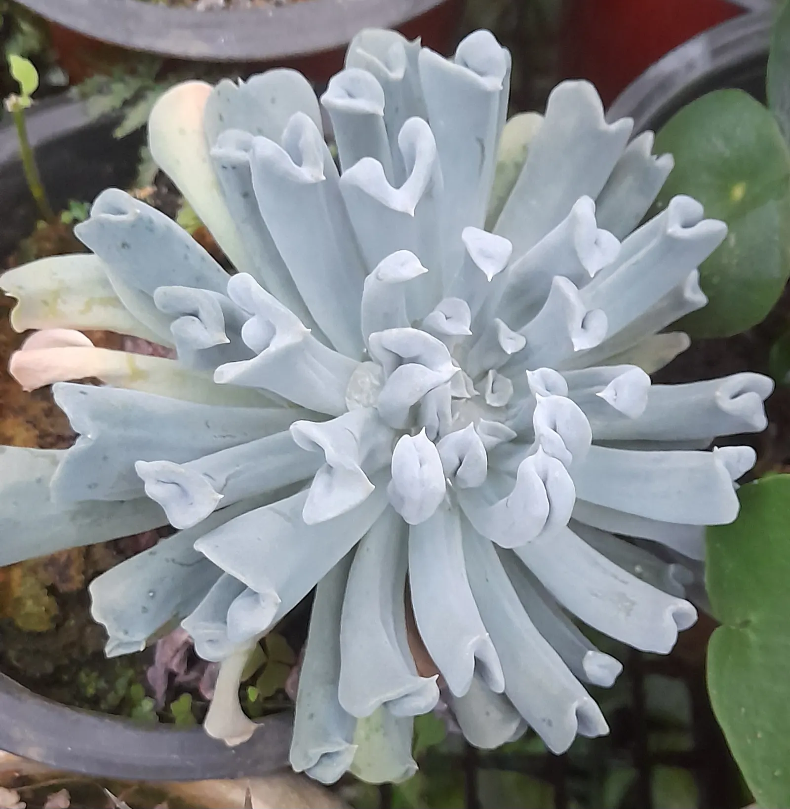 Echeveria 'Topsy Turvy' (Echeveria Runyonii 'Topsy Turvy') — silver-blue leaves are dramatically contorted and pointed