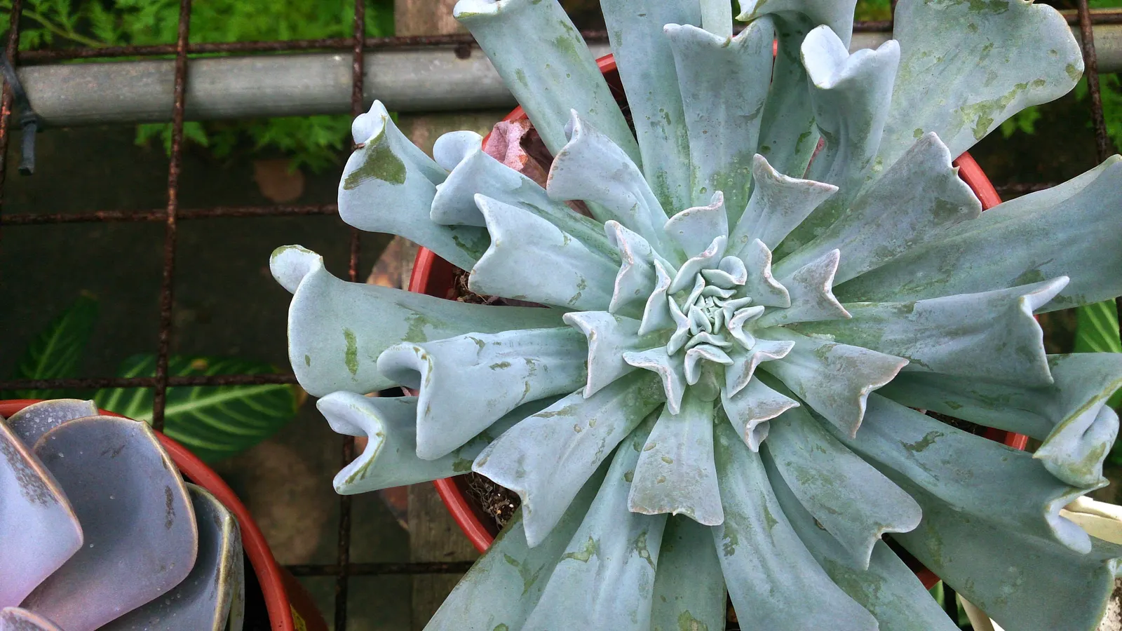 Echeveria 'Topsy Turvy' (Echeveria Runyonii 'Topsy Turvy') — reaching 8-12 inches in width and 6-8 inches in height