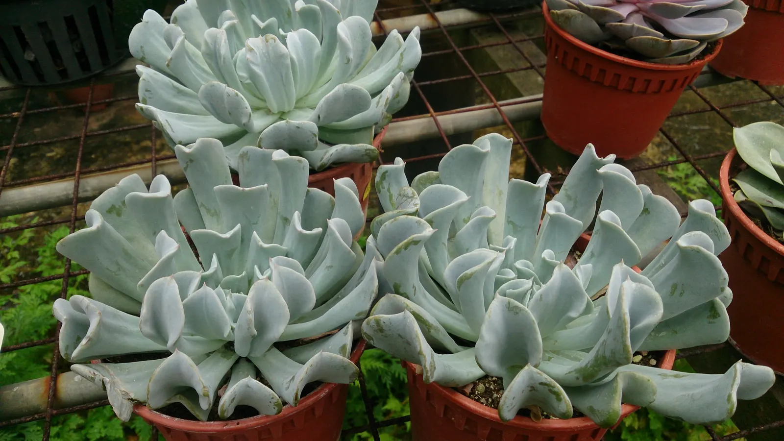 Echeveria 'Topsy Turvy' (Echeveria Runyonii 'Topsy Turvy') — 'Topsy Turvy' requires well-draining soil and full to partial sunlight
