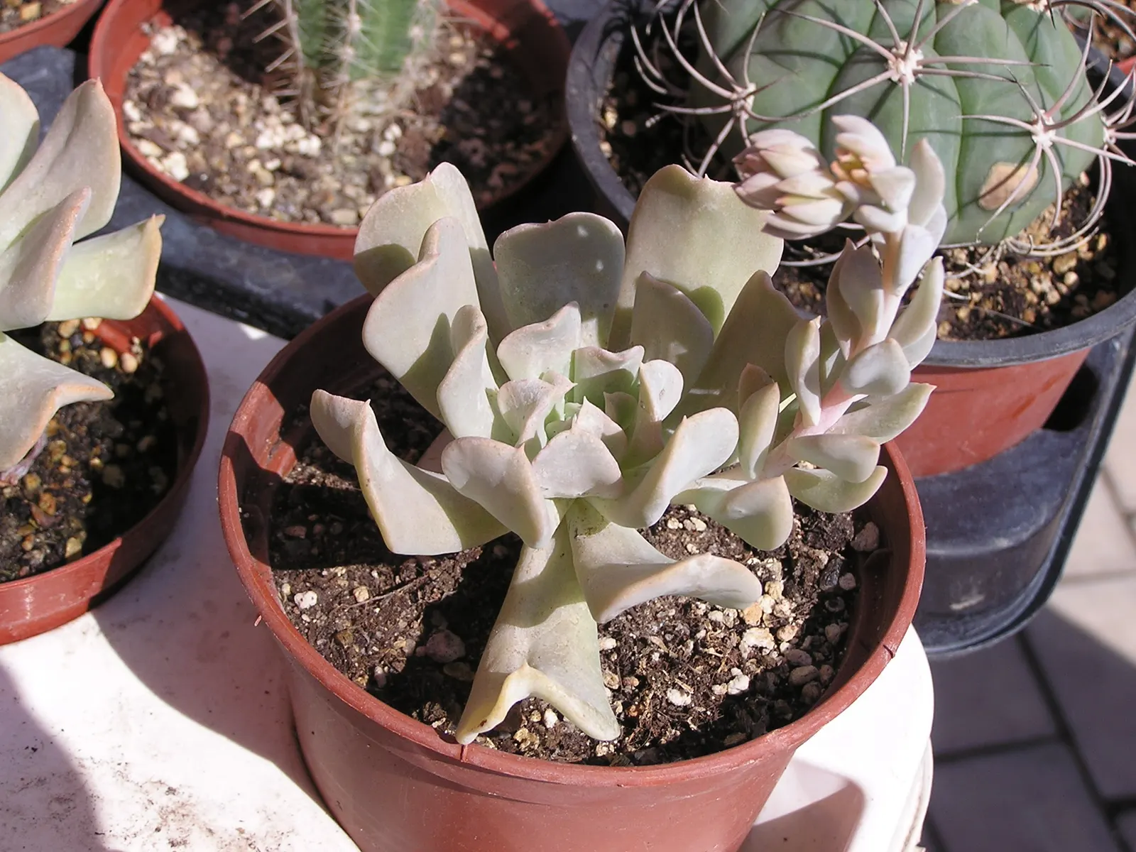 Echeveria 'Topsy Turvy' (Echeveria Runyonii 'Topsy Turvy') — ideal for xeriscaping and rock gardens