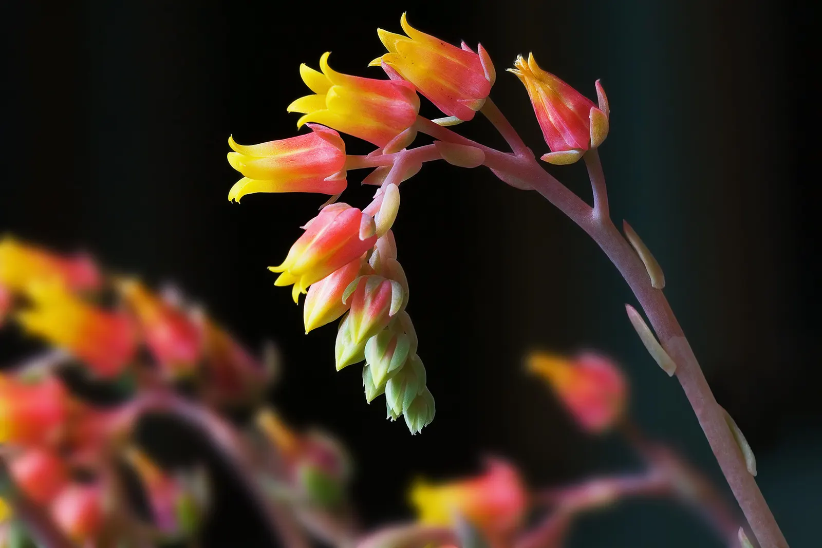 Echeveria 'Topsy Turvy' (Echeveria Runyonii 'Topsy Turvy') — curling into a spoon shape