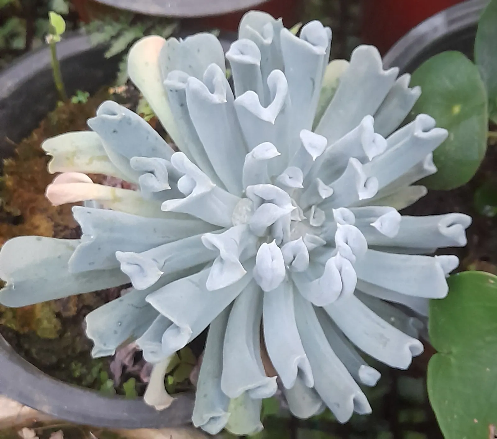 Echeveria 'Topsy Turvy' (Echeveria Runyonii 'Topsy Turvy') — powdery blue-green leaves that curl in an outward spiral