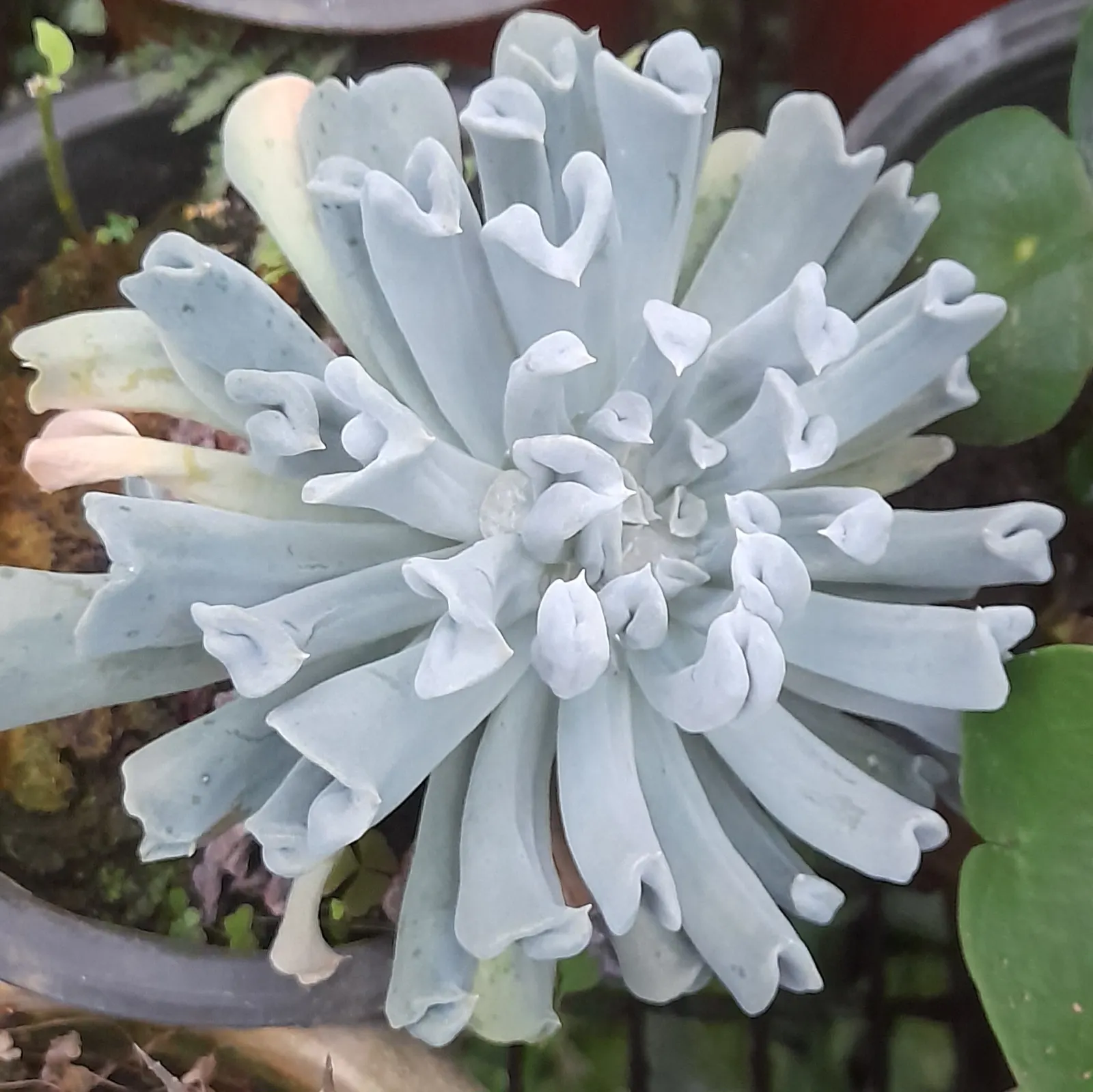 Echeveria 'Topsy Turvy' (Echeveria Runyonii 'Topsy Turvy') — The plant requires well-drained