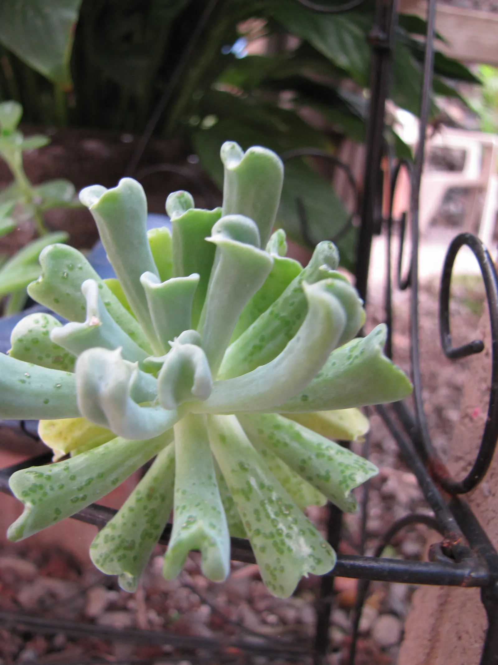 Echeveria 'Topsy Turvy' (Echeveria Runyonii 'Topsy Turvy') — sandy or rocky soil to prevent root rot