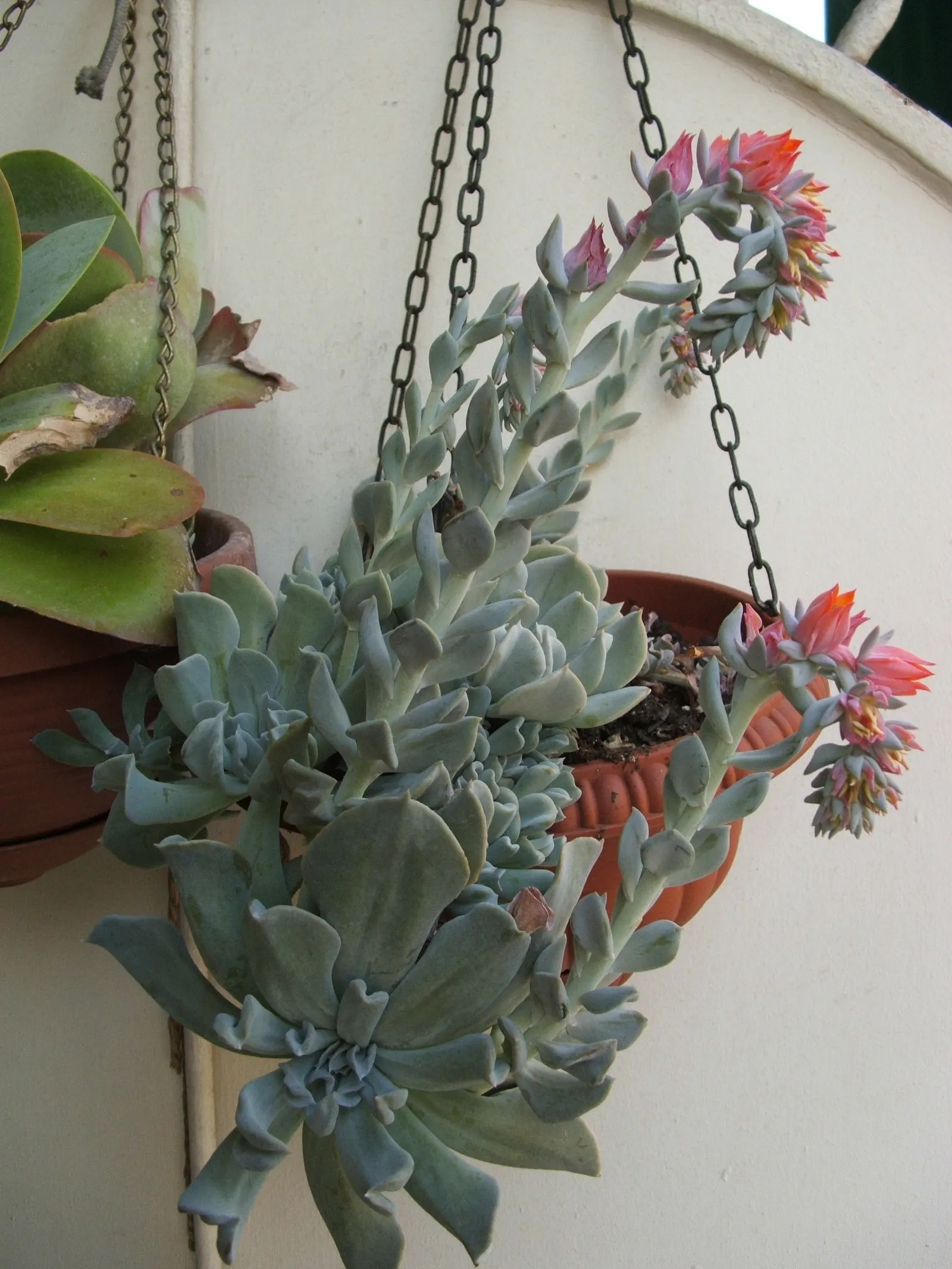 Echeveria 'Topsy Turvy' (Echeveria Runyonii 'Topsy Turvy') — this drought-tolerant plant thrives in USDA zones 9-11