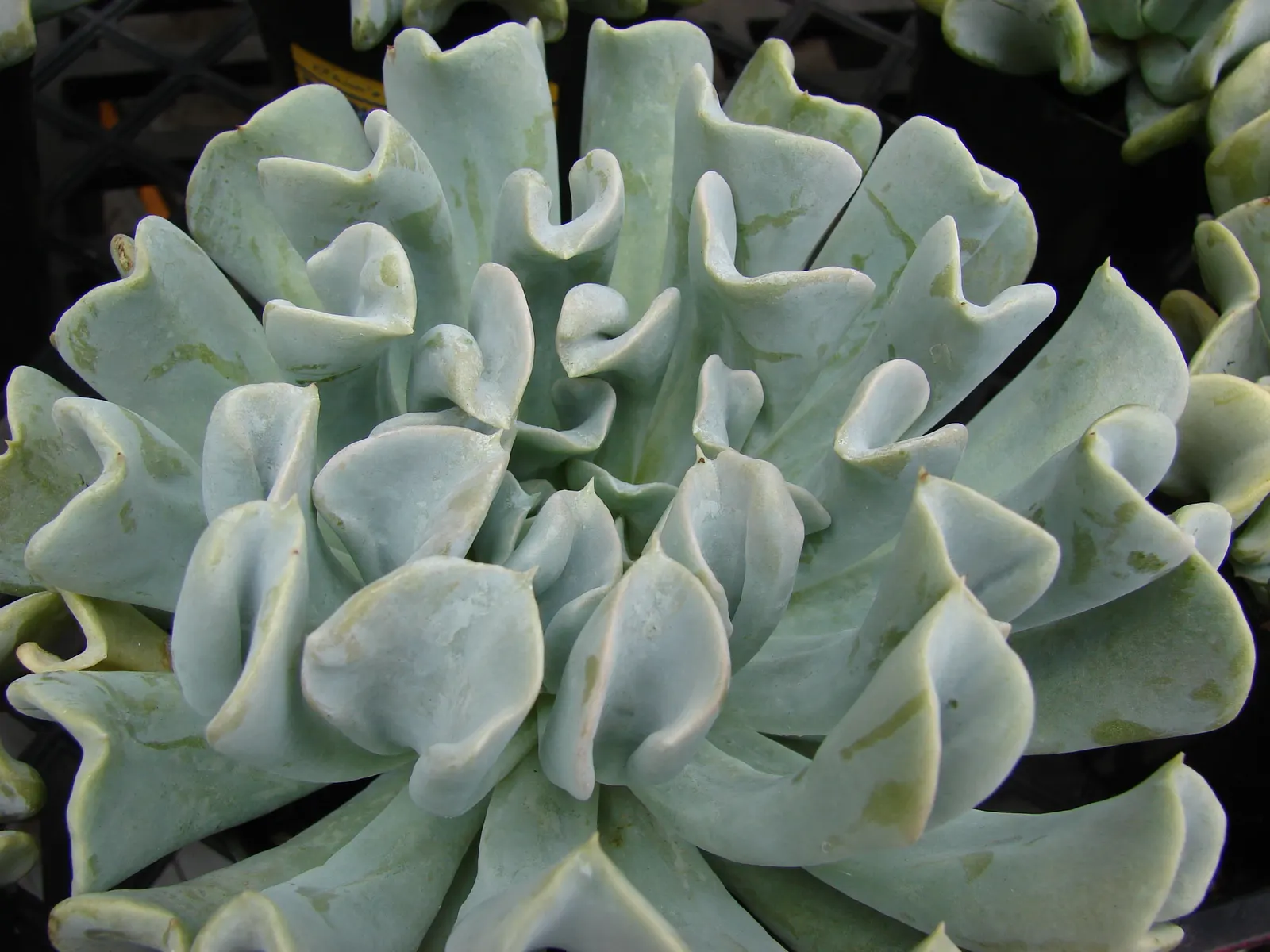Echeveria 'Topsy Turvy' (Echeveria Runyonii 'Topsy Turvy') — peach or pale-yellow flowers that blossom on arching