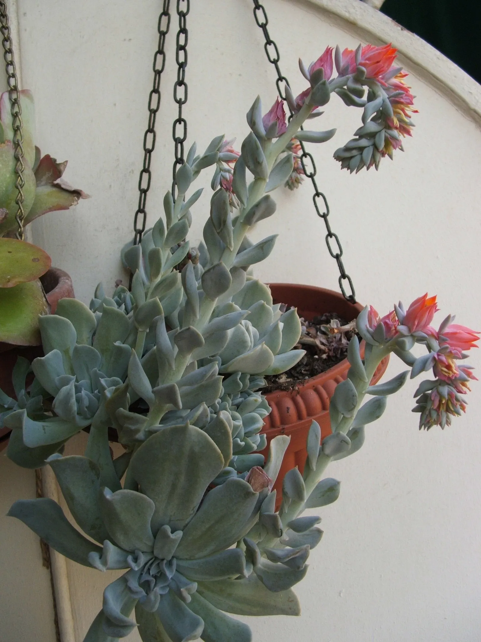 Echeveria 'Topsy Turvy' (Echeveria Runyonii 'Topsy Turvy') — with soil pH ranging from slightly acidic to neutral