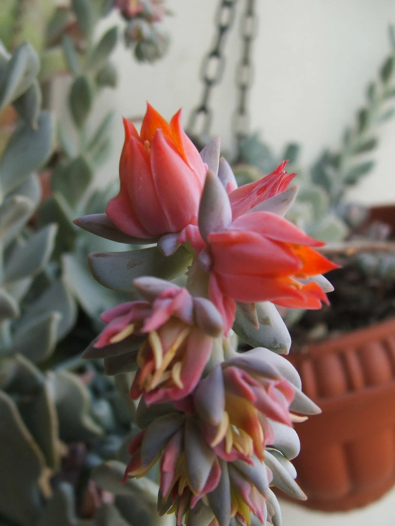 Echeveria 'Topsy Turvy' (Echeveria Runyonii 'Topsy Turvy') — which will ensure the plant's health and vigor
