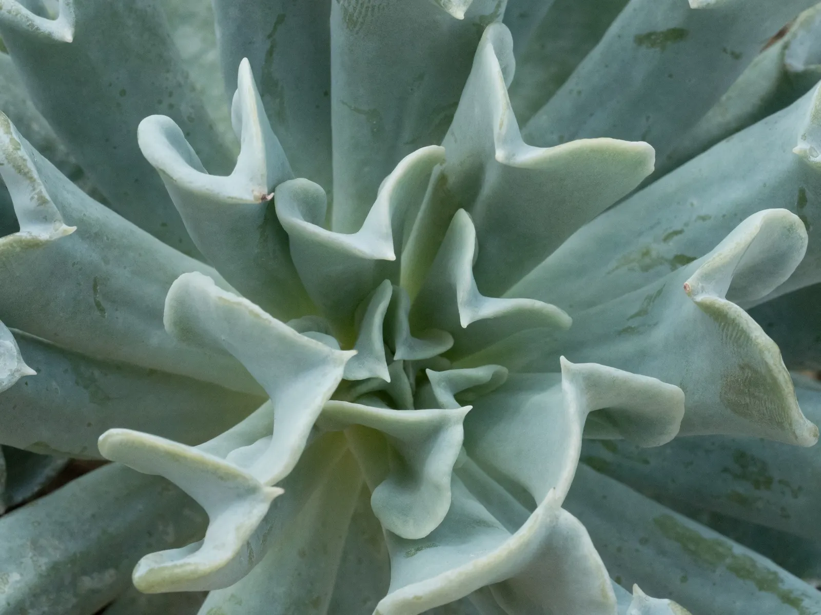 Echeveria 'Topsy Turvy' (Echeveria Runyonii 'Topsy Turvy') — Watering should be moderate
