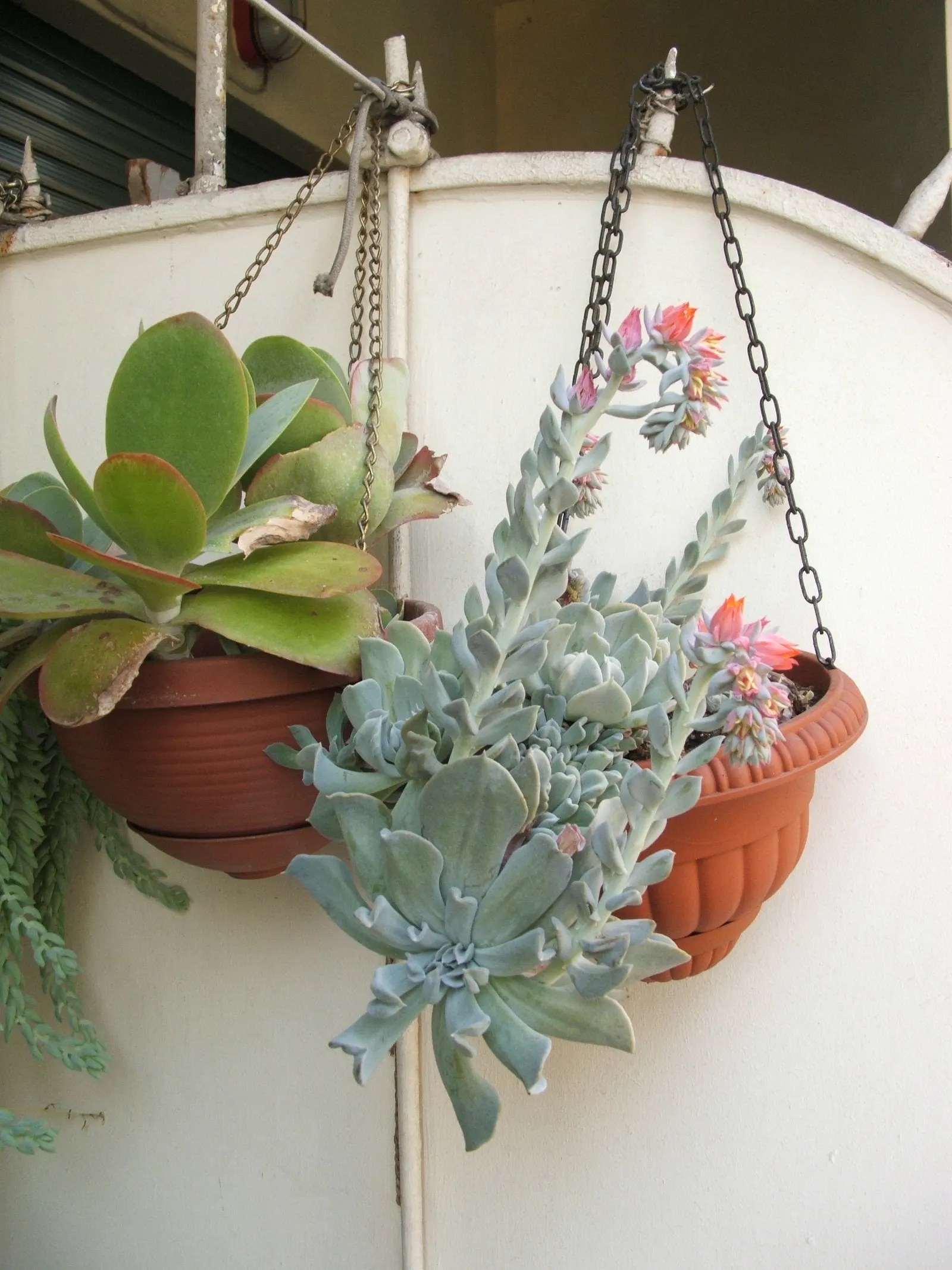 Echeveria 'Topsy Turvy' (Echeveria Runyonii 'Topsy Turvy') — allowing the soil to dry completely between irrigations
