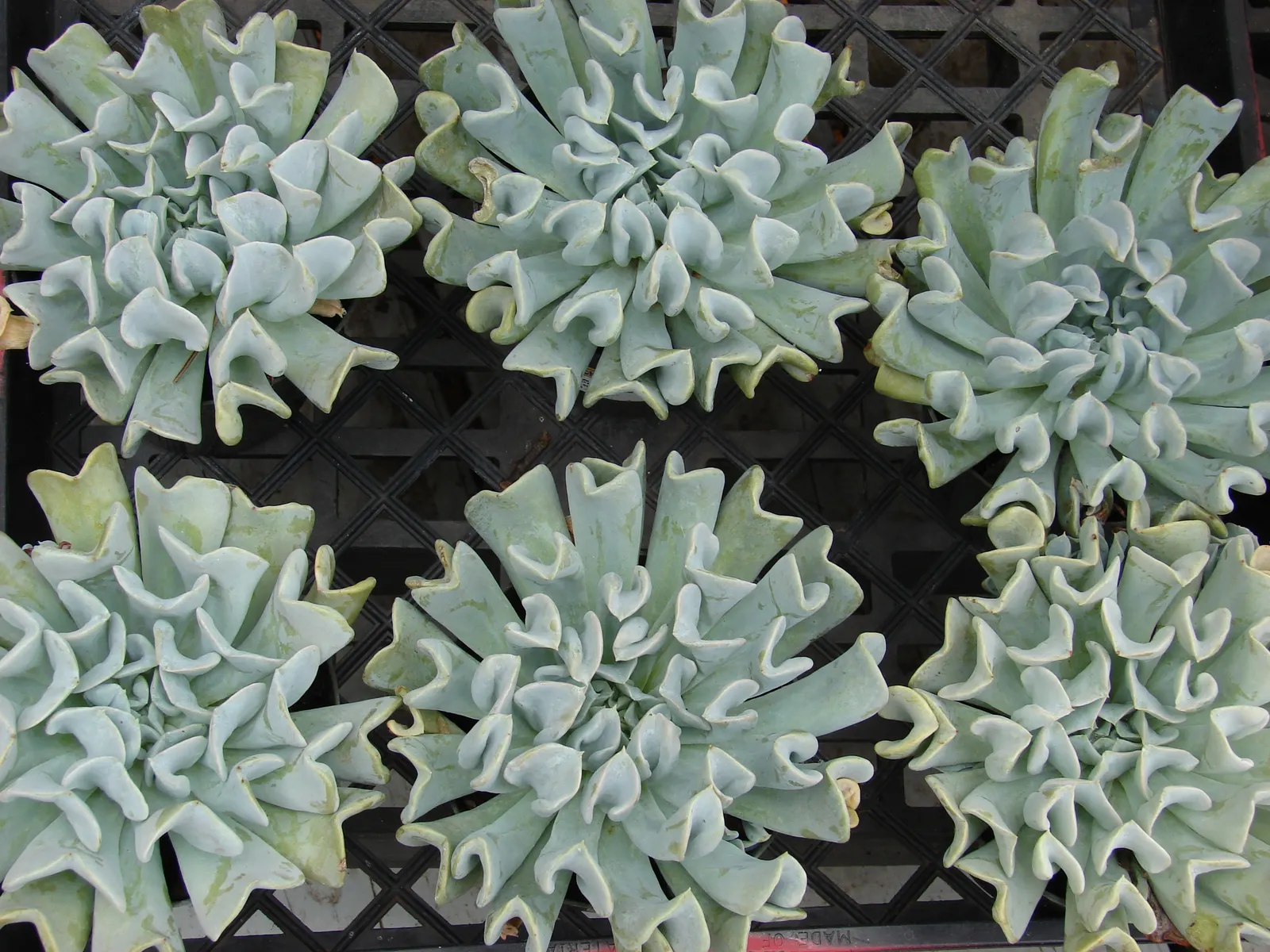 Echeveria 'Topsy Turvy' (Echeveria Runyonii 'Topsy Turvy') — 8 to 10-inch stalks in the fall and early winter