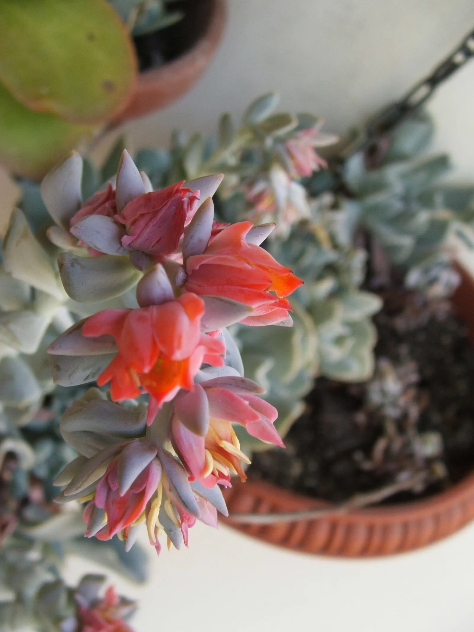 Echeveria 'Topsy Turvy' (Echeveria Runyonii 'Topsy Turvy') — is a distinctive and sculptural succulent that adds a unique flair to any landscape design