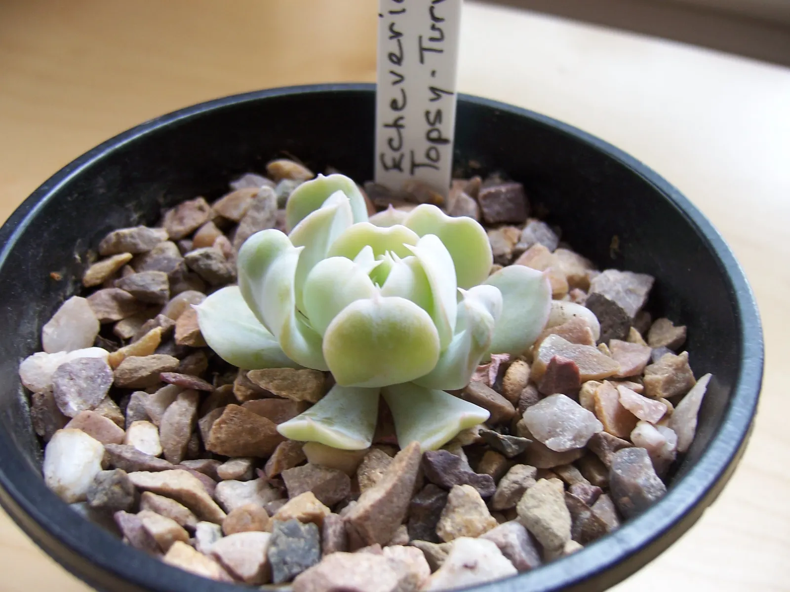 Echeveria 'Topsy Turvy' (Echeveria Runyonii 'Topsy Turvy') — known scientifically as Echeveria runyonii 'Topsy Turvy'