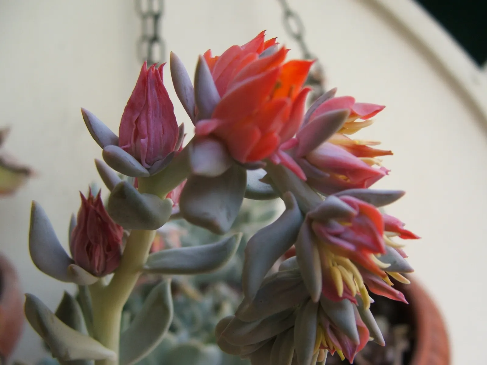 Echeveria 'Topsy Turvy' (Echeveria Runyonii 'Topsy Turvy') — This cultivar is a fast-growing and low-maintenance selection