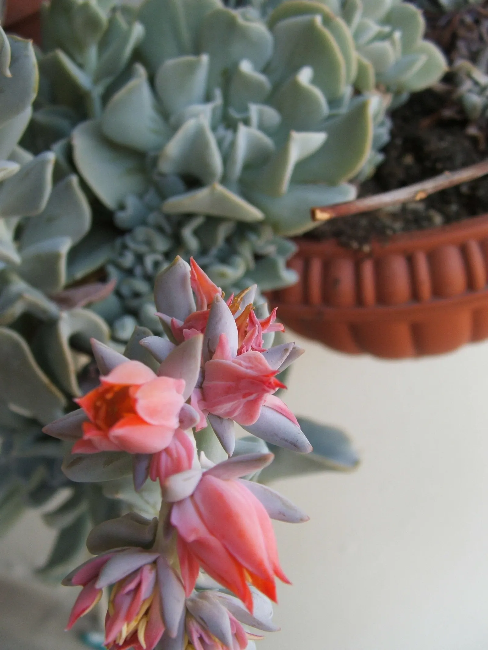 Echeveria 'Topsy Turvy' (Echeveria Runyonii 'Topsy Turvy') — When planting for landscape architecture