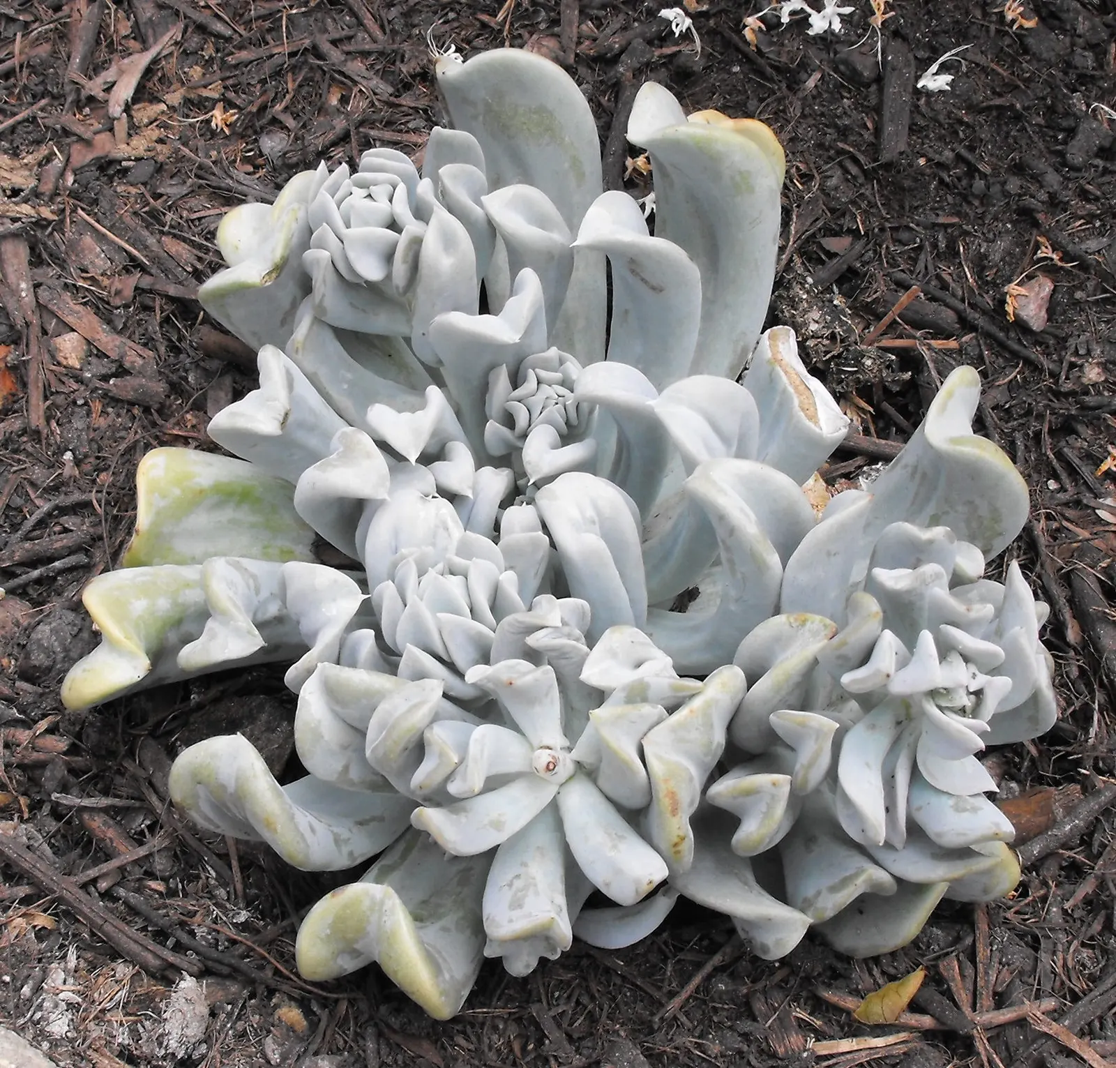 Echeveria 'Topsy Turvy' (Echeveria Runyonii 'Topsy Turvy') — orange flowers in the garden