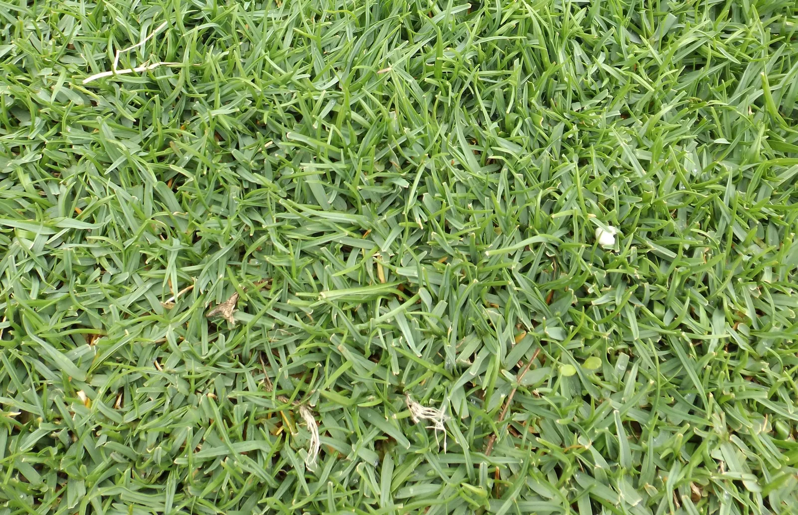 Native Bentgrass (Agrostis Pallens) — Native Bentgrass, Agrostis pallens, is a versatile perennial grass indigenous to western North America
