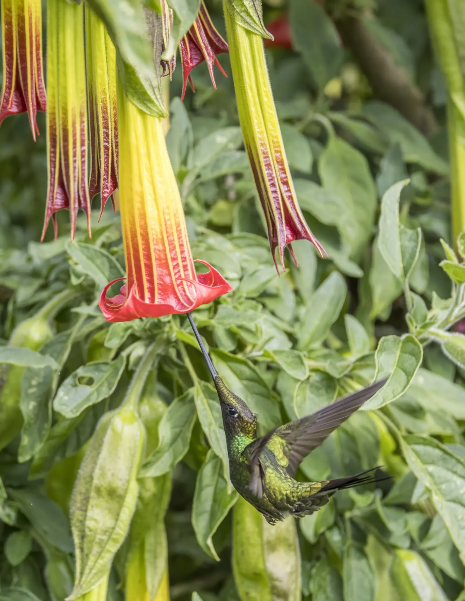 Hummingbird Trumpet (Zauschneria Garrettii Orange Carpet&reg;) — Perfect for rock gardens, slopes, and borders for a burst of late-season color