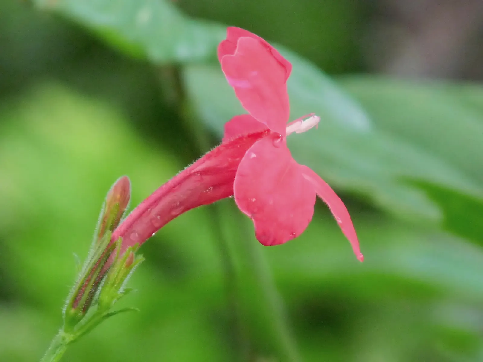 Hummingbird Trumpet (Zauschneria Garrettii Orange Carpet&reg;) — Its growth habit makes it an ideal choice for ground cover