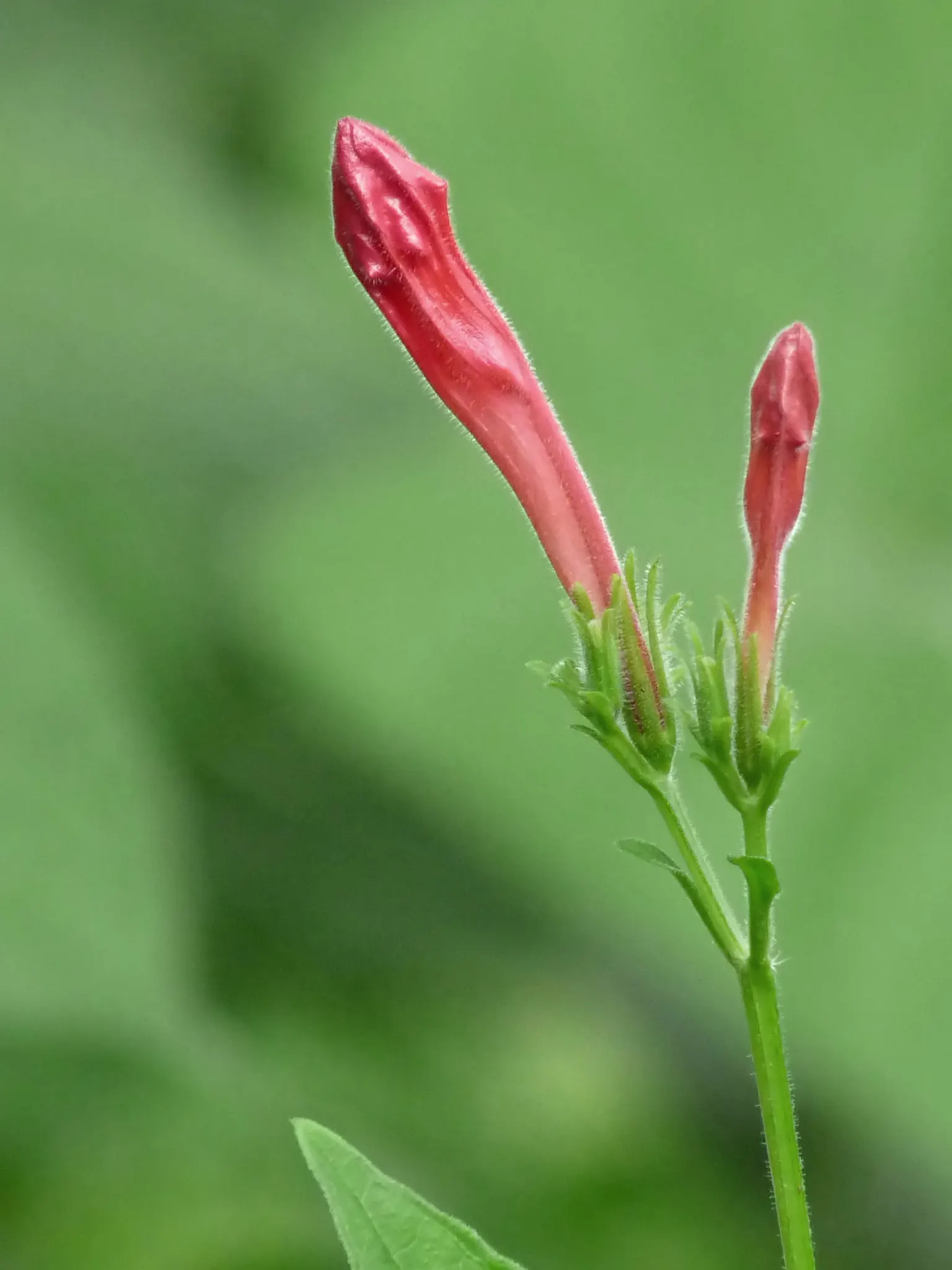 Hummingbird Trumpet (Zauschneria Garrettii Orange Carpet&reg;) — it possesses notable drought tolerance once established