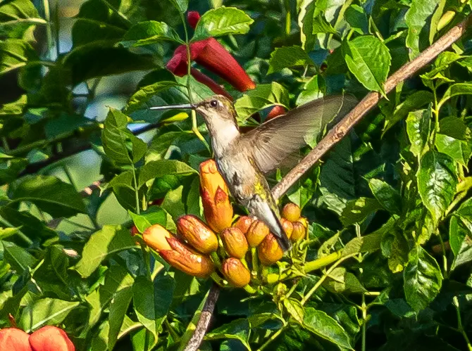 Hummingbird Trumpet (Zauschneria Garrettii Orange Carpet&reg;) — Zauschneria garrettii 'Orange Carpet&reg;,' also known as the Hummingbird Trumpet