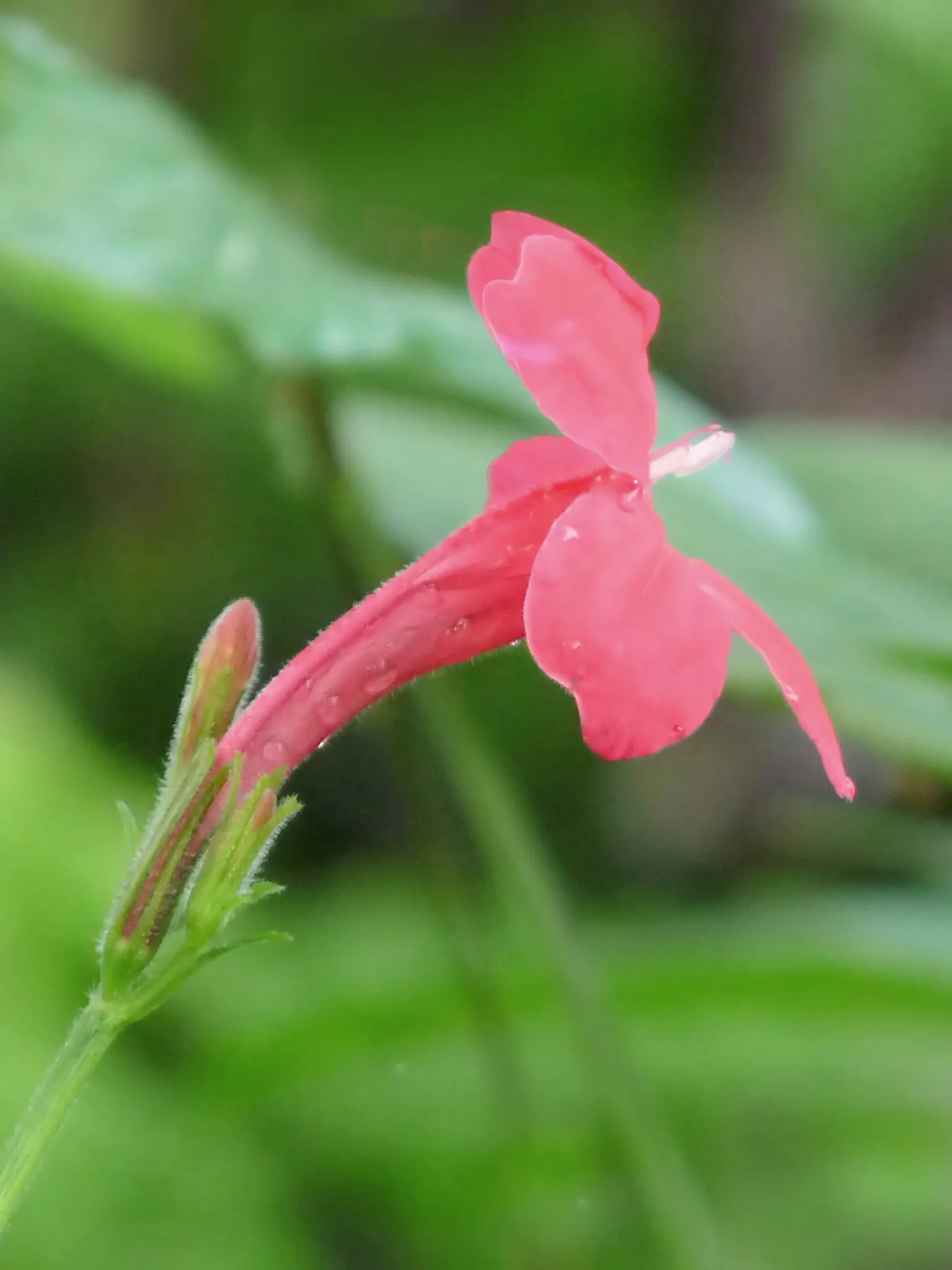 Hummingbird Trumpet (Zauschneria Garrettii Orange Carpet&reg;) — This cultivar extends across a spreading mat-like form up to 2 to 4 feet wide
