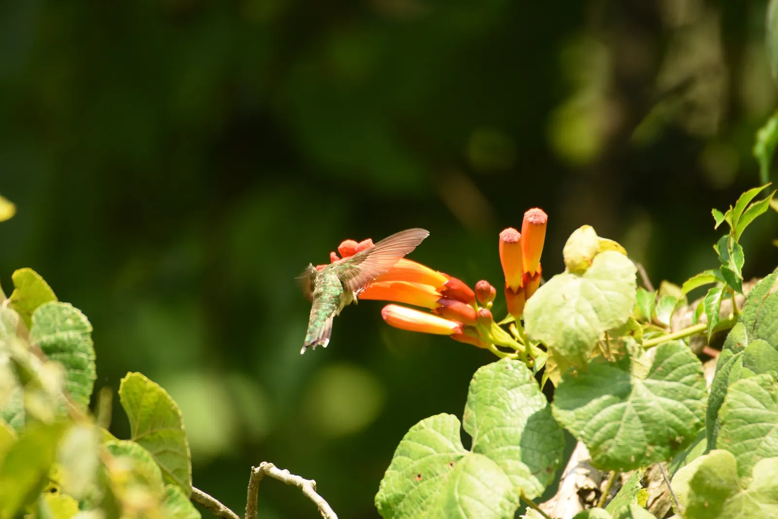 Hummingbird Trumpet (Zauschneria Garrettii Orange Carpet&reg;) — making it an excellent selection for xeriscaping or water-wise landscapes