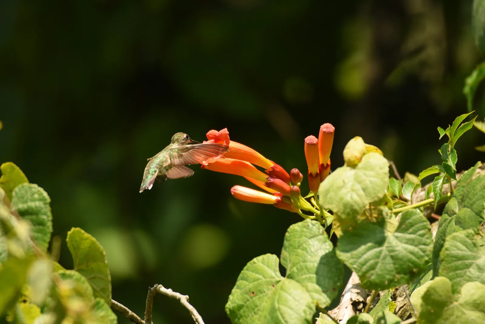 Hummingbird Trumpet (Zauschneria Garrettii Orange Carpet&reg;) — The foliage is a bluish-green color