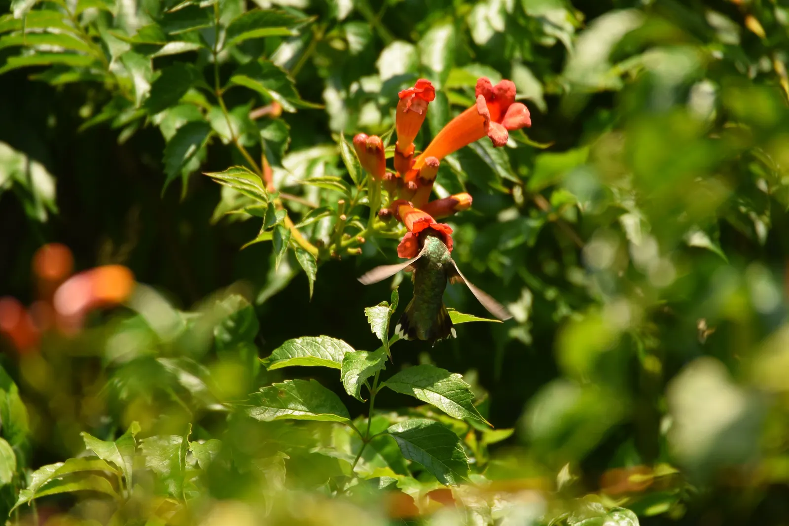 Hummingbird Trumpet (Zauschneria Garrettii Orange Carpet&reg;) — Its nectar-rich flowers also entice butterflies and bees