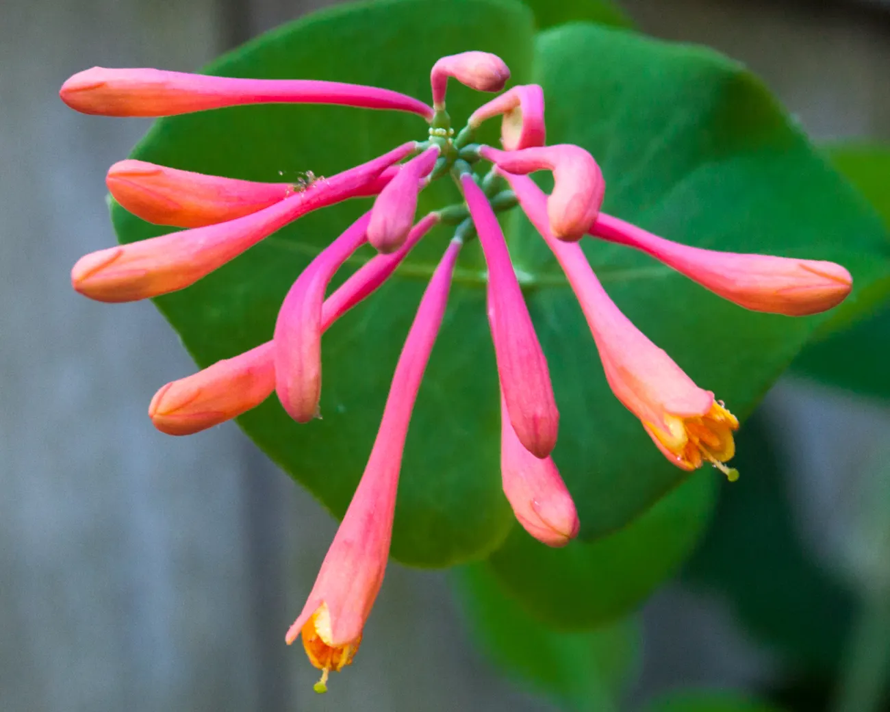 Hummingbird Trumpet (Zauschneria Garrettii Orange Carpet&reg;) — This hardy plant thrives in full sun and well-drained soil, is drought-resistant, and attracts