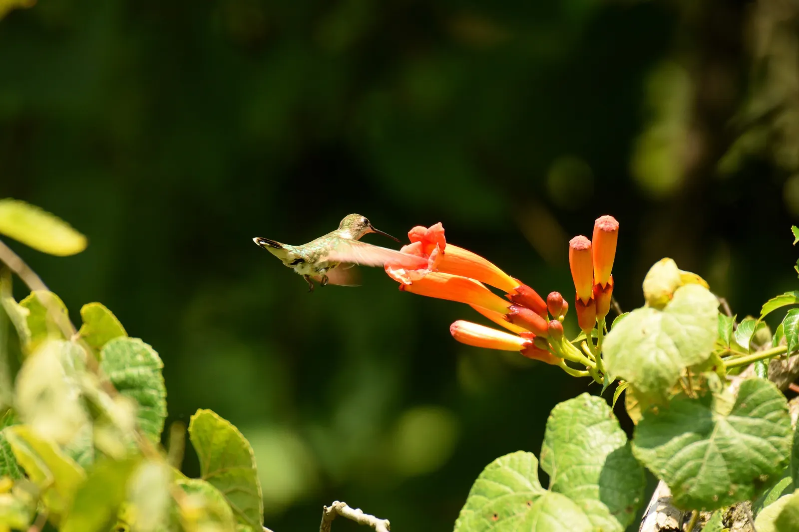 Hummingbird Trumpet (Zauschneria Garrettii Orange Carpet&reg;) — 'Orange Carpet&reg;' performs best in USDA hardiness zones 5 through 9