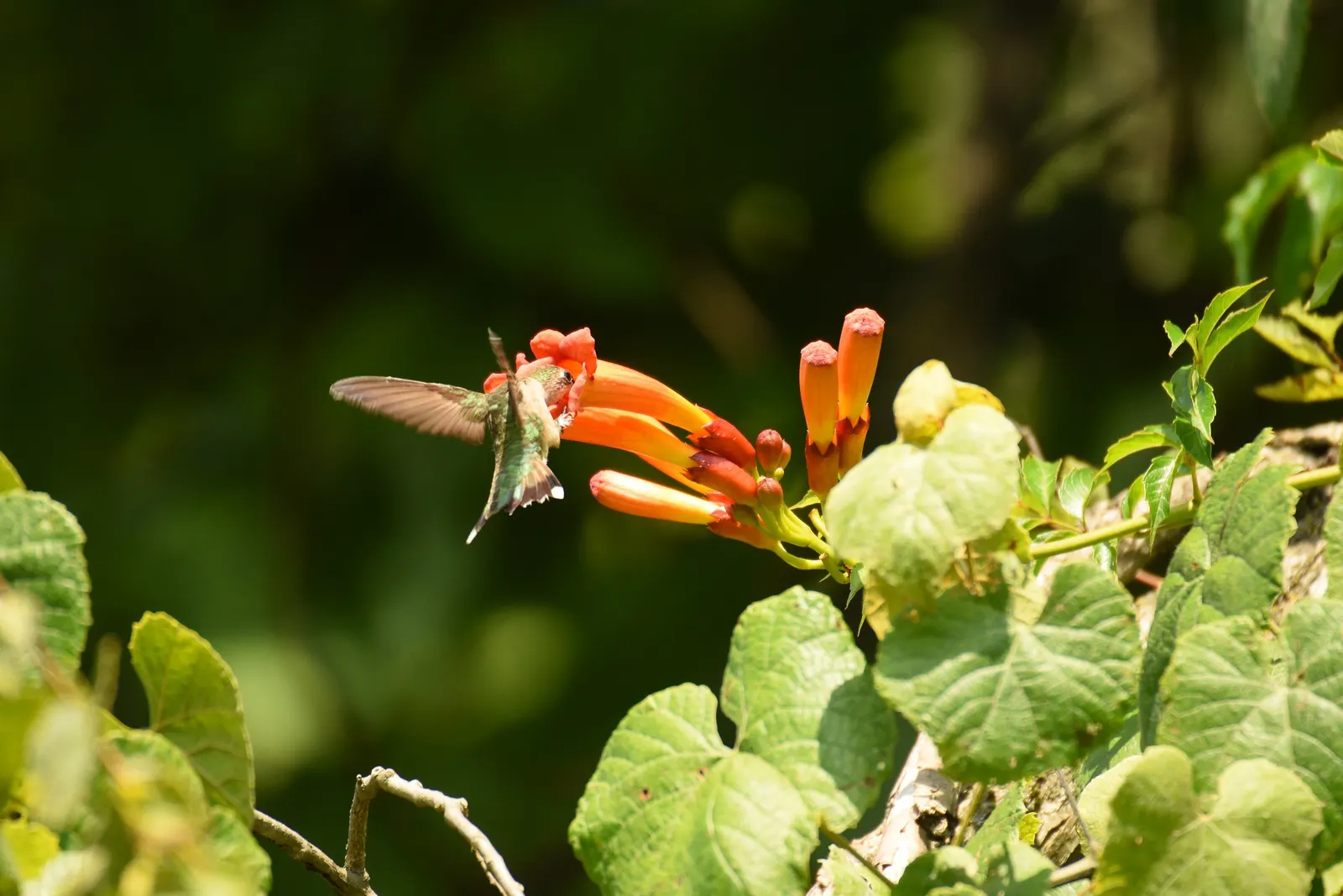 Hummingbird Trumpet (Zauschneria Garrettii Orange Carpet&reg;) — fiery orange blooms from midsummer to fall
