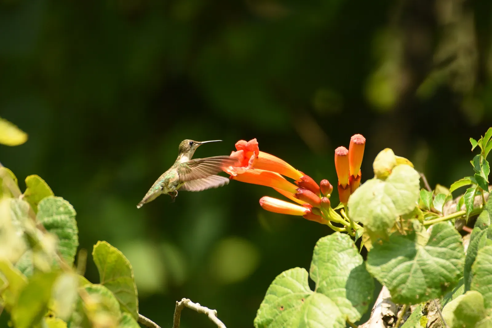 Hummingbird Trumpet (Zauschneria Garrettii Orange Carpet&reg;) — orange and red flowers in the garden