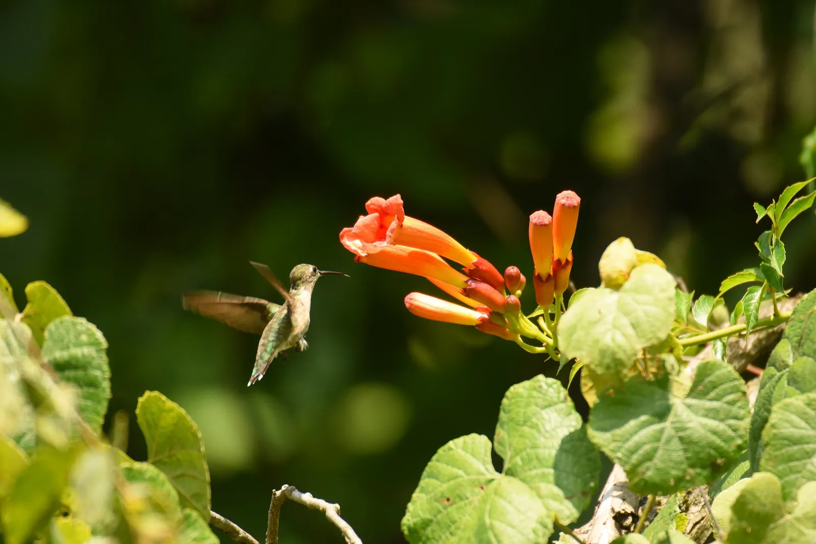 Hummingbird Trumpet (Zauschneria Garrettii Orange Carpet&reg;) — It forms lush mats up to 4 inches tall and 30 inches wide