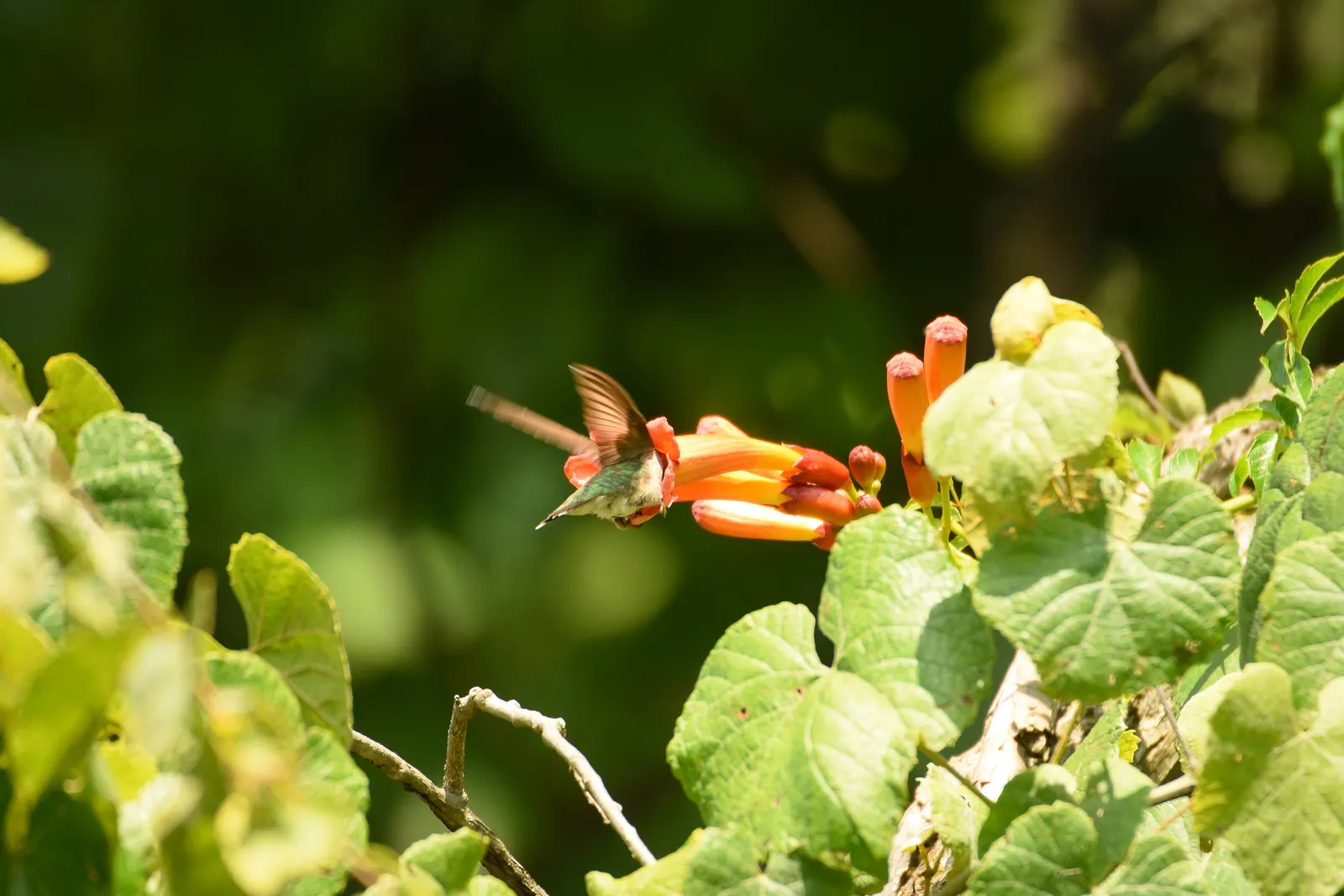 Hummingbird Trumpet (Zauschneria Garrettii Orange Carpet&reg;) — or the front borders of sunny beds.<br><br>Adapted to arid conditions
