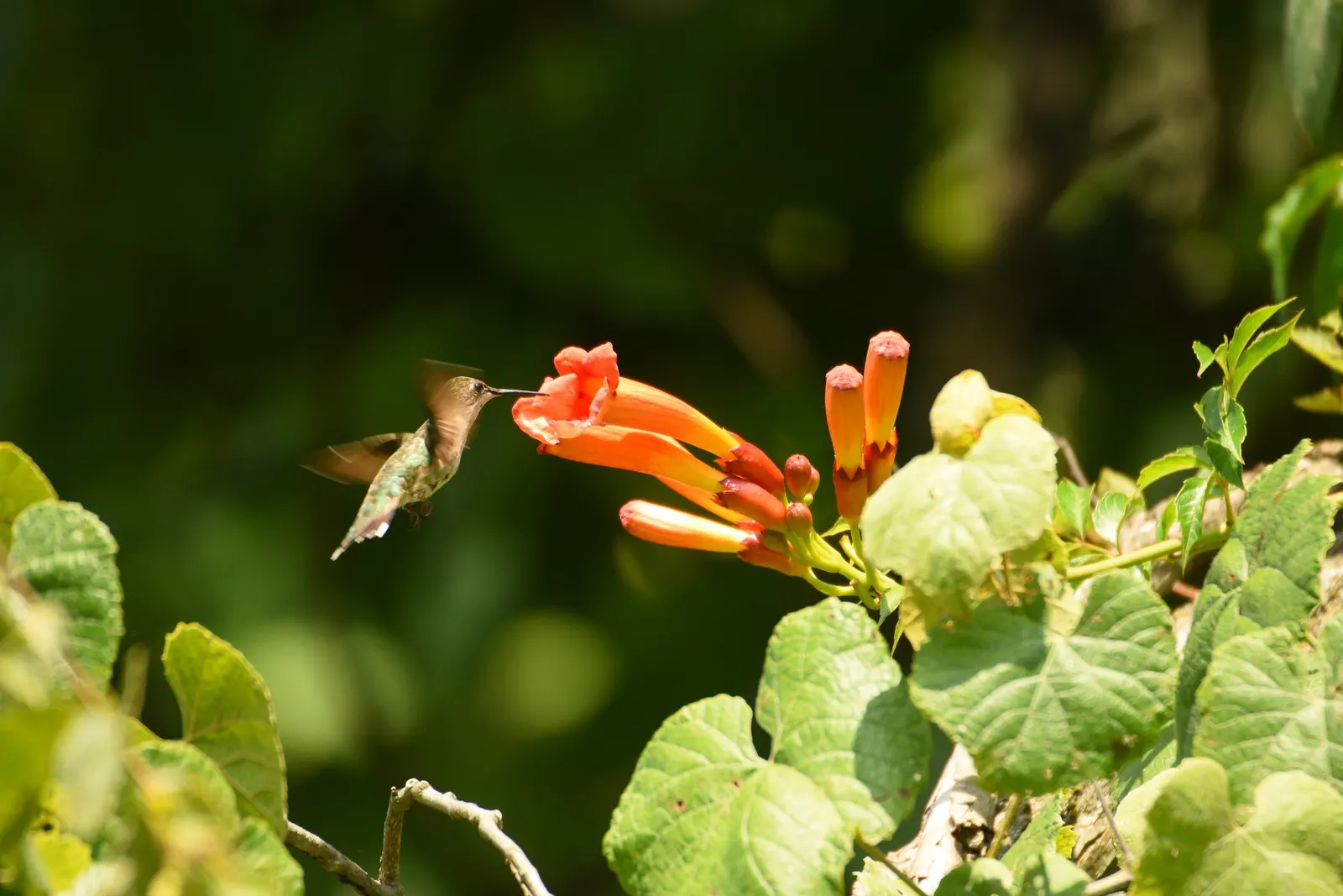 Hummingbird Trumpet (Zauschneria Garrettii Orange Carpet&reg;) — occasional deadheading can promote extended blooming