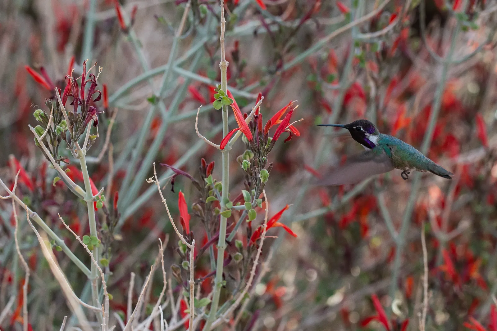 Hummingbird Trumpet (Zauschneria Garrettii Orange Carpet&reg;) — It thrives in full sun and prefers well-drained soils; however