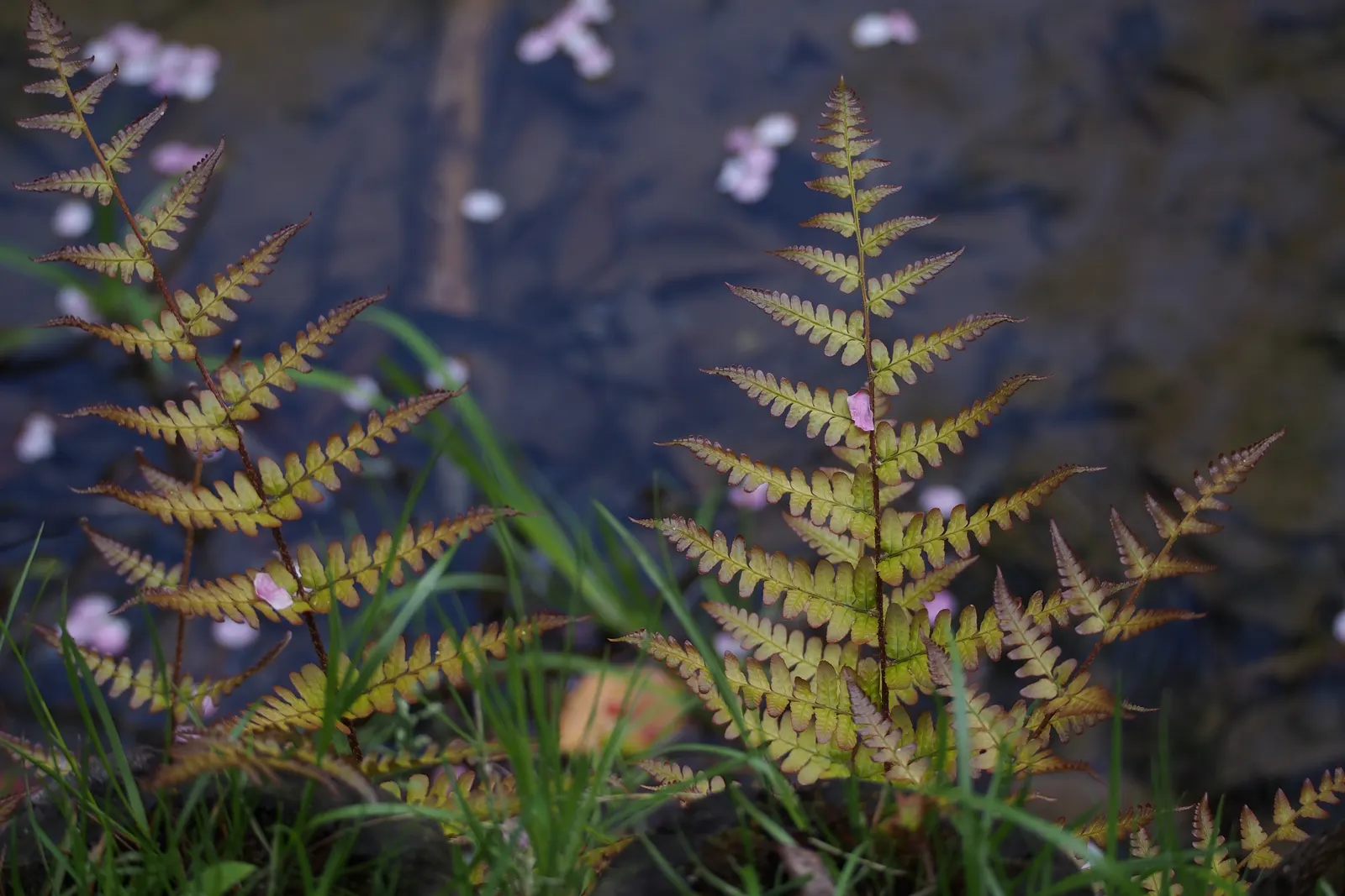 Autumn Fern, Japanese Shield Fern (Dryopteris erythrosora) — It is also commonly called the Japanese Shield Fern due to its robust nature and shield-like frond