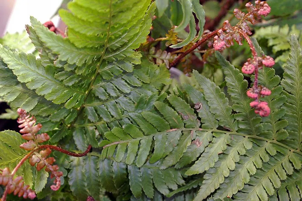 Autumn Fern, Japanese Shield Fern (Dryopteris erythrosora) — fern / ground cover for shade; it is drought-tolerant, though it benefits significantly from