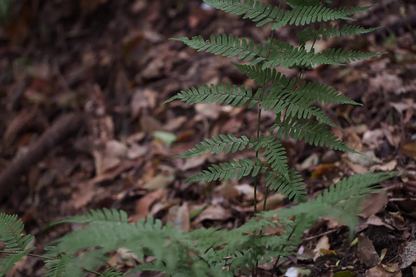 Autumn Fern, Japanese Shield Fern (Dryopteris erythrosora) — requiring minimal attention once established