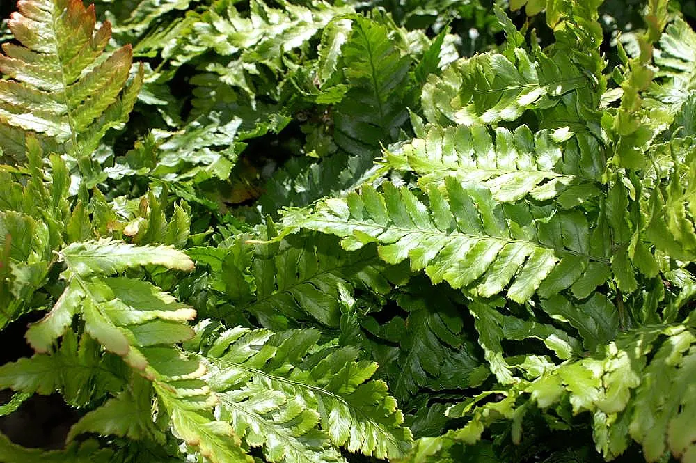 Autumn Fern, Japanese Shield Fern (Dryopteris erythrosora) — well-draining soil and part to full shade; unfurling fronds that transition from radiant