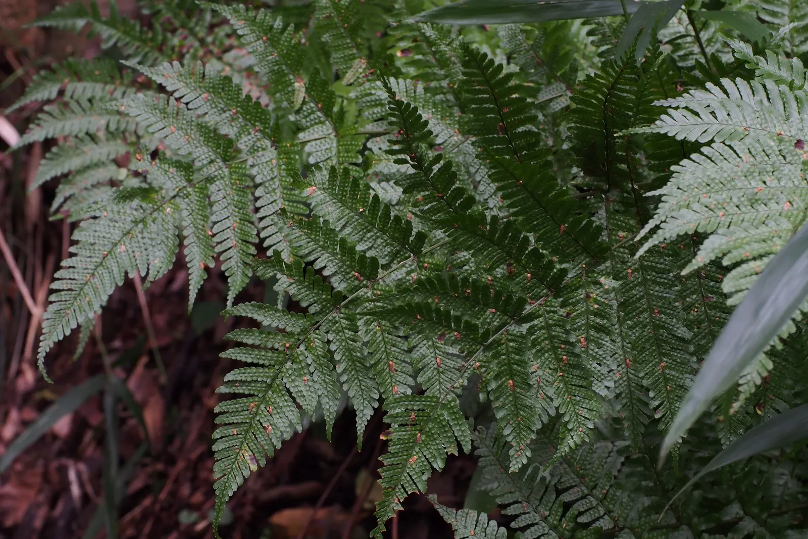 Autumn Fern, Japanese Shield Fern (Dryopteris erythrosora) — requiring minimal attention once established; the fern thrives in USDA hardiness zones 5 through 9