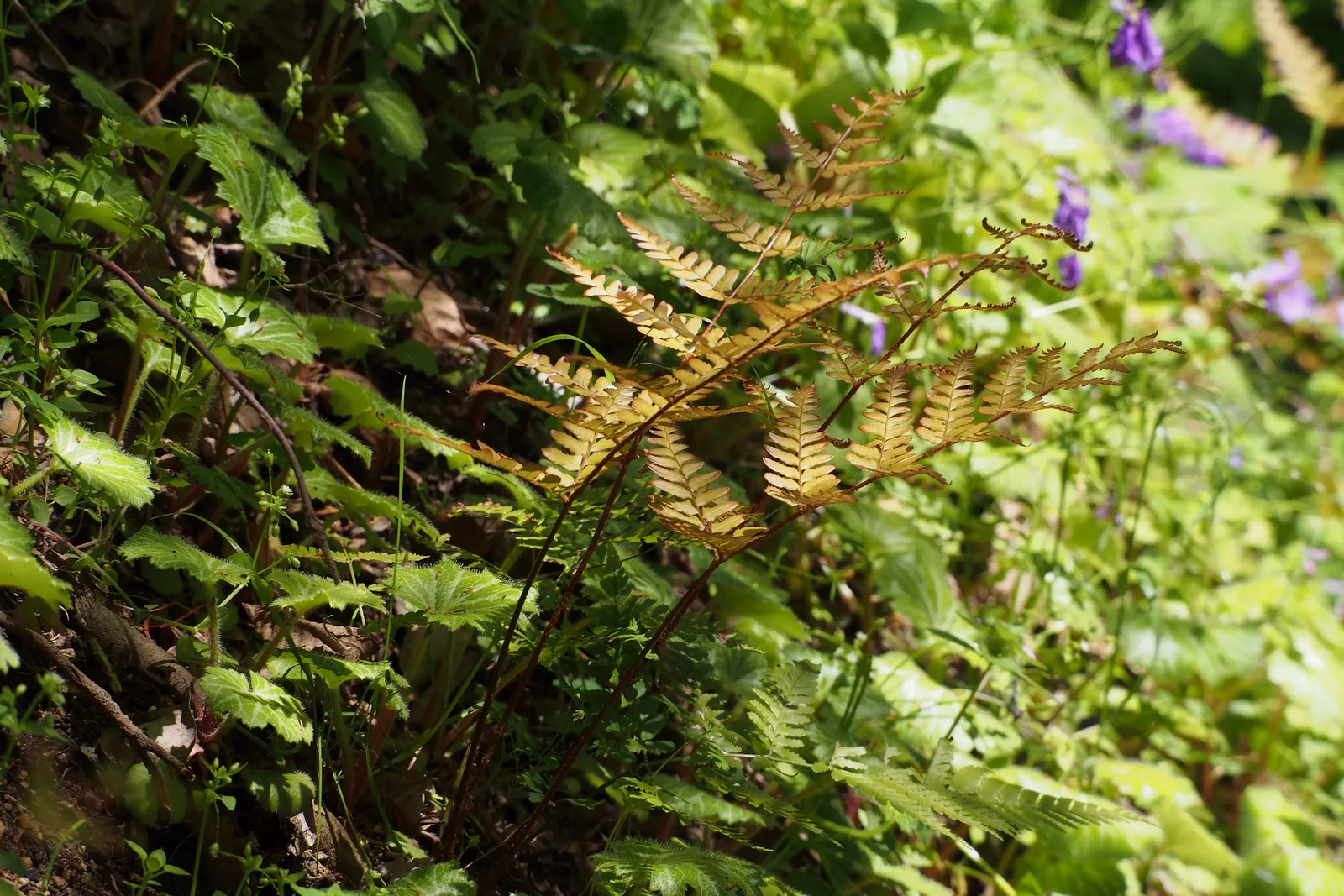 Autumn Fern, Japanese Shield Fern (Dryopteris erythrosora) — is a captivating and versatile perennial fern native to East Asia; this fern is resistant to most