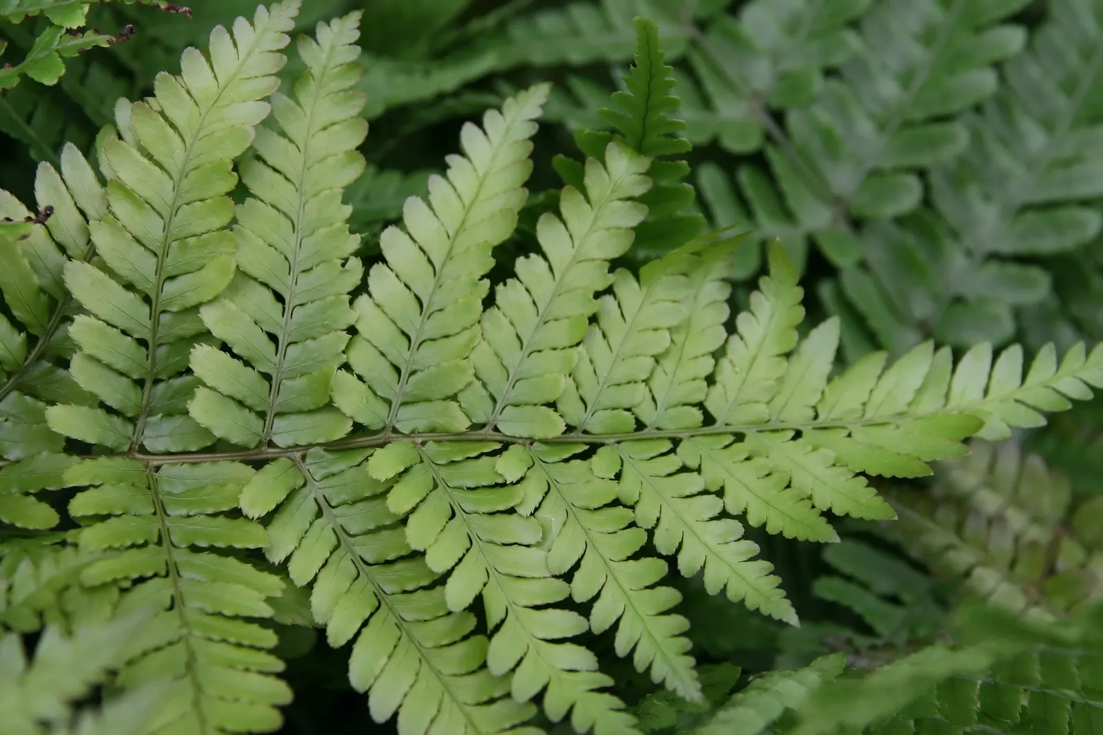 Autumn Fern, Japanese Shield Fern (Dryopteris erythrosora) — This deciduous or semi-evergreen fern is celebrated for its dynamic seasonal color display