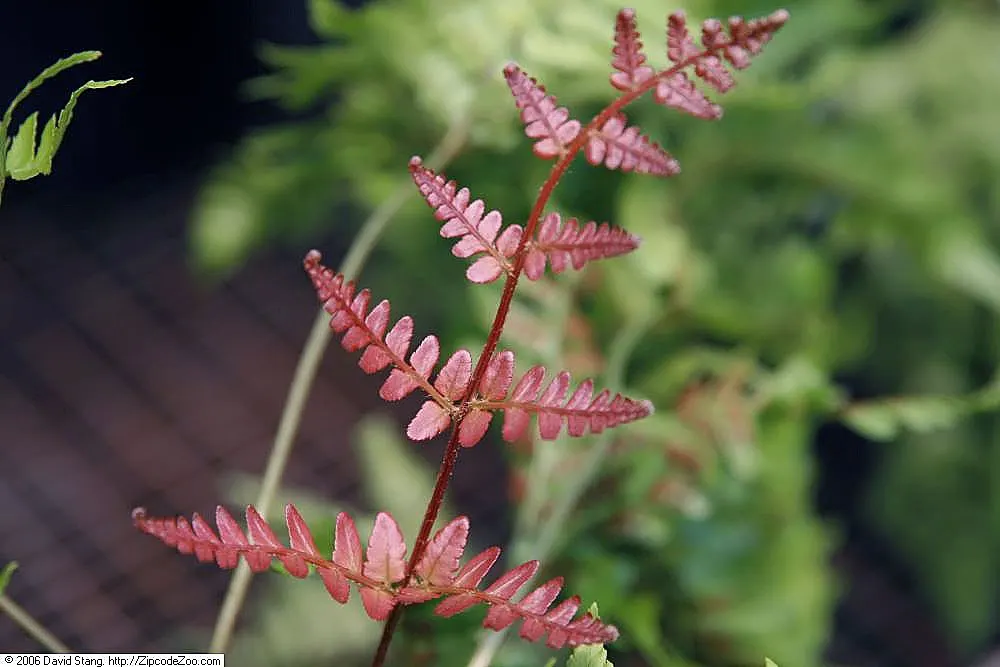 Autumn Fern, Japanese Shield Fern (Dryopteris erythrosora) — This hardy fern thrives in USDA zones 5-9; preferring partially shaded to fully shaded areas with