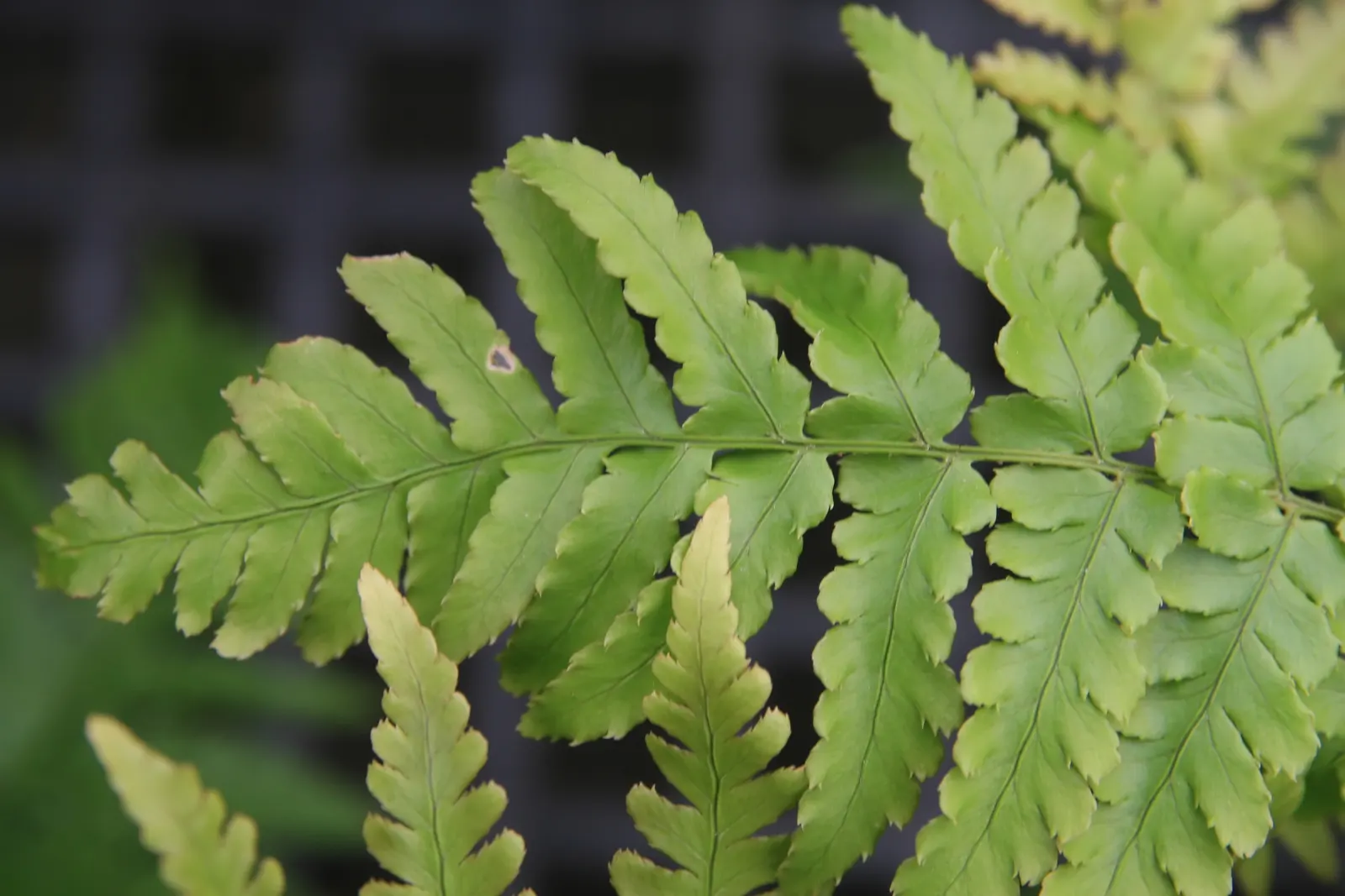 Autumn Fern, Japanese Shield Fern (Dryopteris erythrosora) — preferring partially shaded to fully shaded areas with well-draining