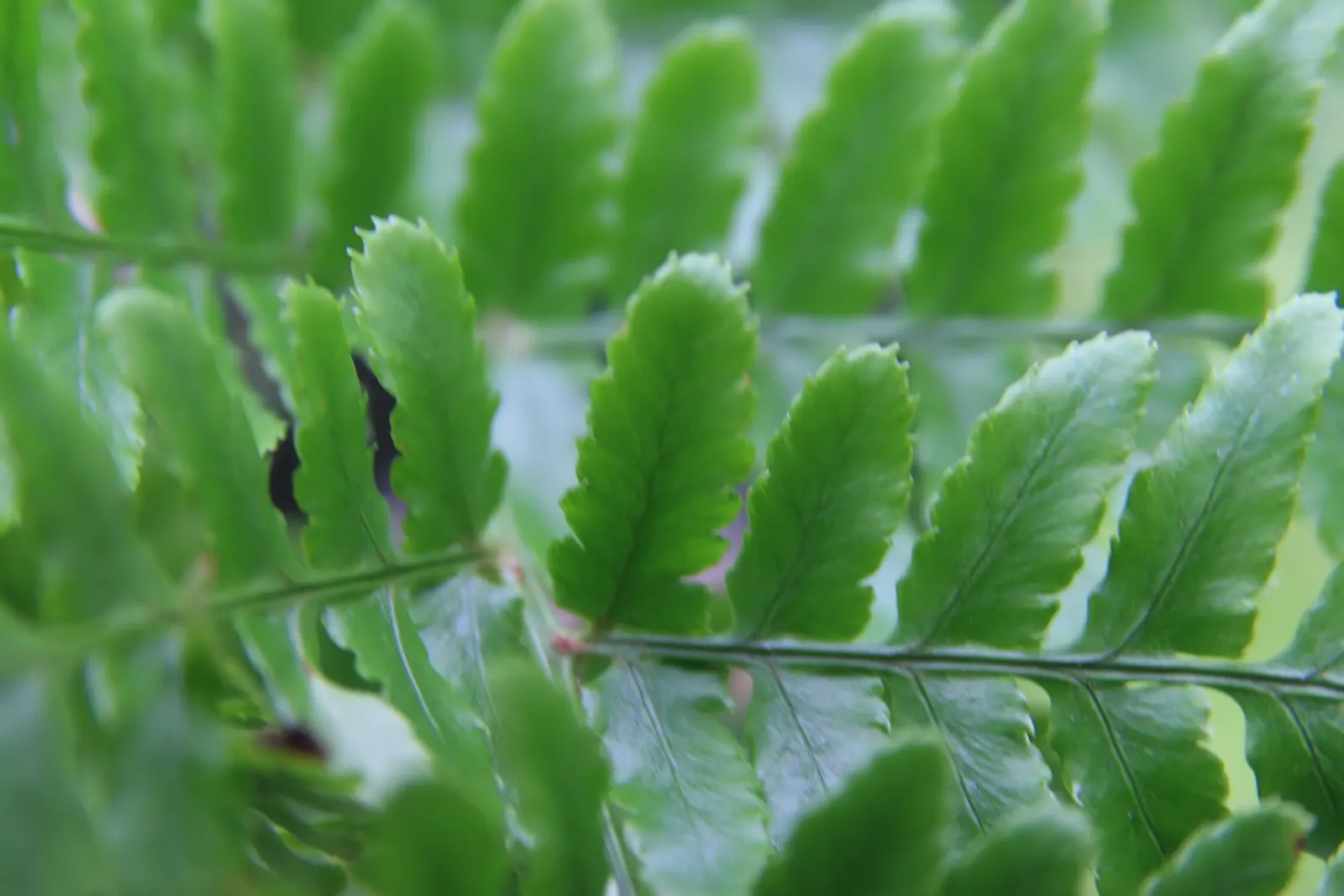 Autumn Fern, Japanese Shield Fern (Dryopteris erythrosora) — It is drought-tolerant, though it benefits significantly from regular watering during prolonged