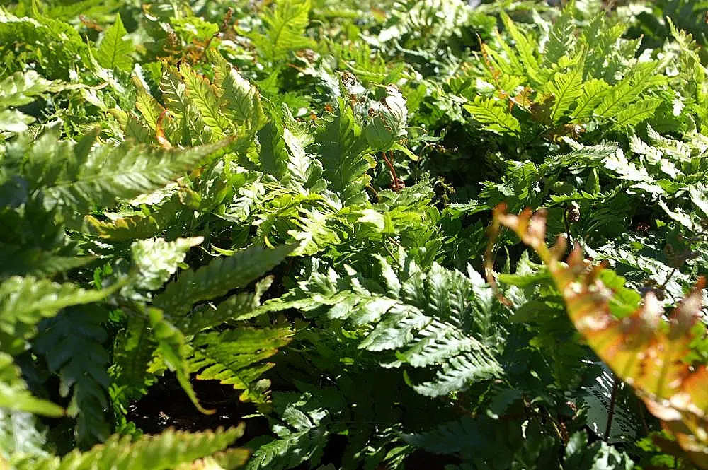 Autumn Fern, Japanese Shield Fern (Dryopteris erythrosora) — they transform into a rich green