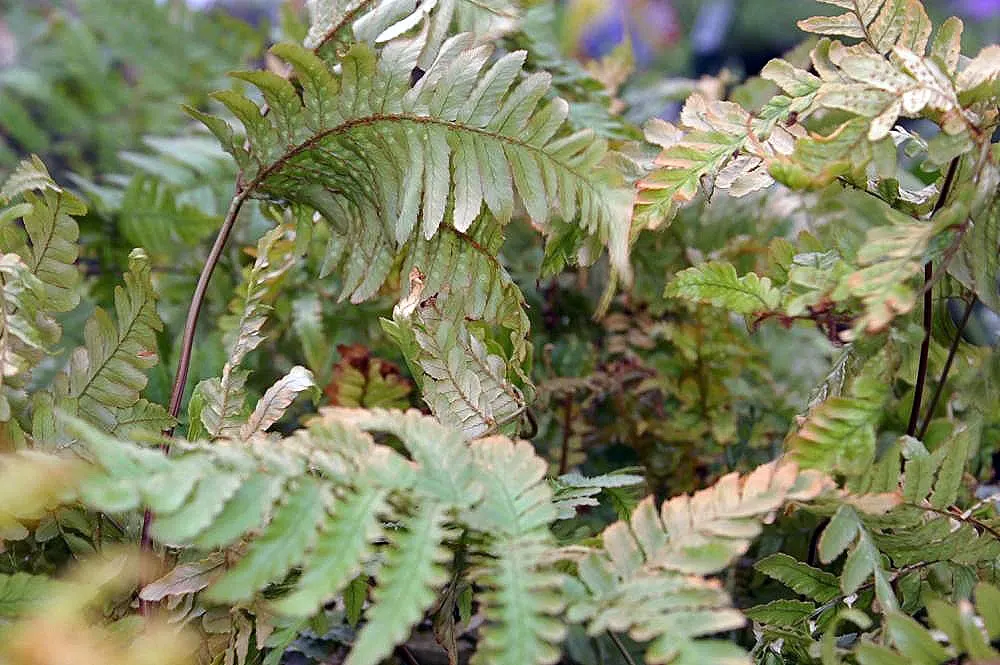 Autumn Fern, Japanese Shield Fern (Dryopteris erythrosora) — unfurling fronds that transition from radiant copper-pink to deep green