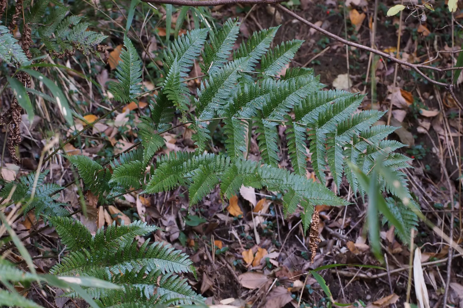Autumn Fern, Japanese Shield Fern (Dryopteris erythrosora) — This fern is resistant to most pests and diseases